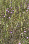 Slenderleaf false foxglove